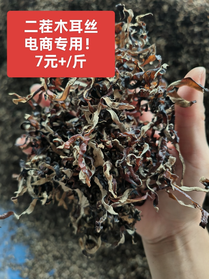 电商木耳丝，电商专用木耳丝，木耳丝，白背毛木耳丝原货