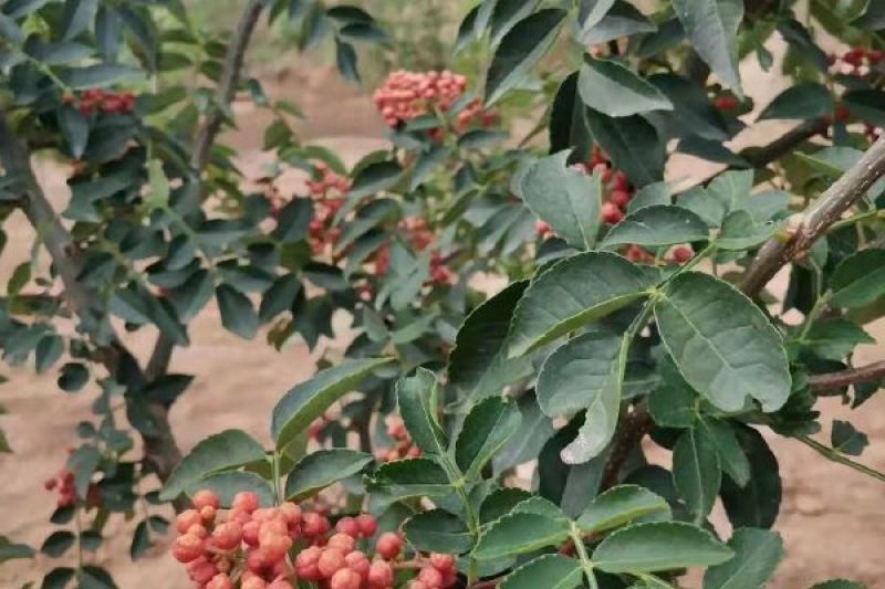蒙山鲜花椒，干花椒