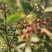 蒙山鲜花椒，干花椒