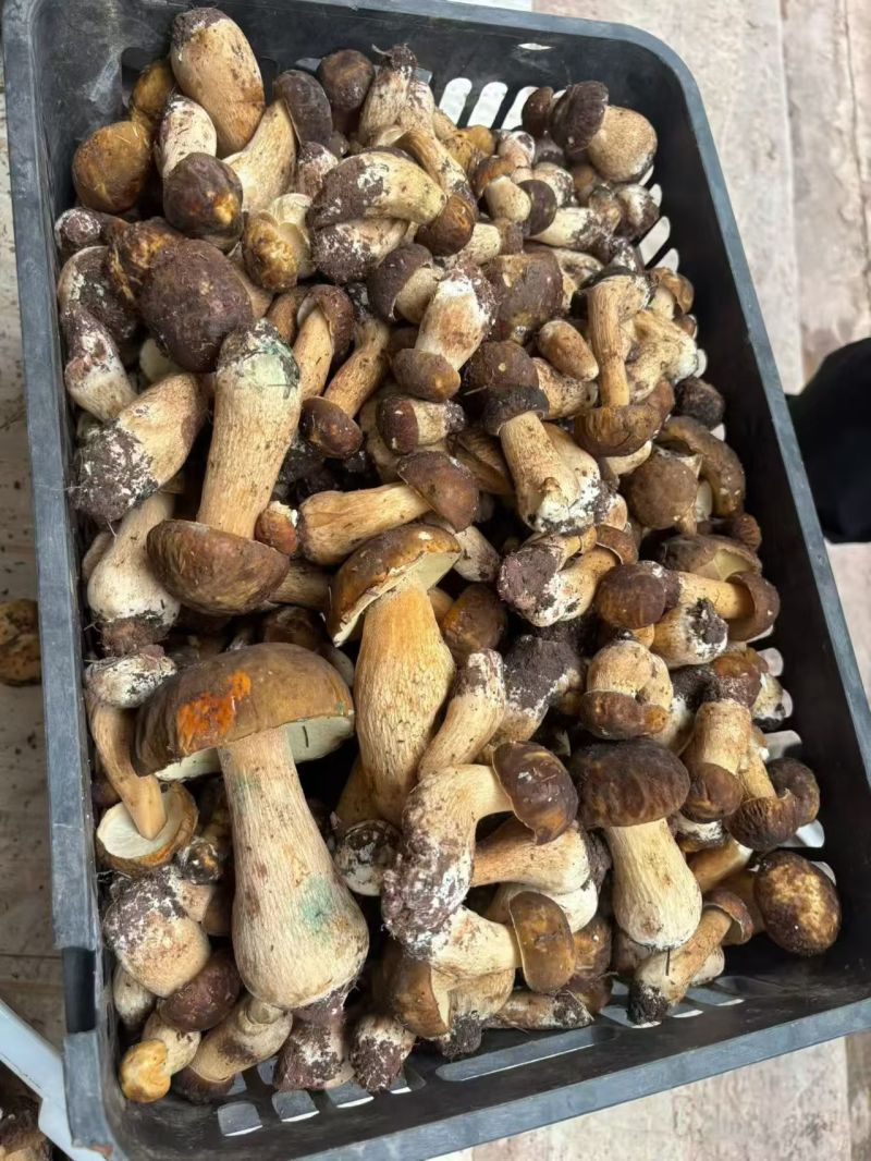 优质美味牛肝菌