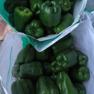 牛角，螺丝椒大量有货有意向的细聊***********微同号