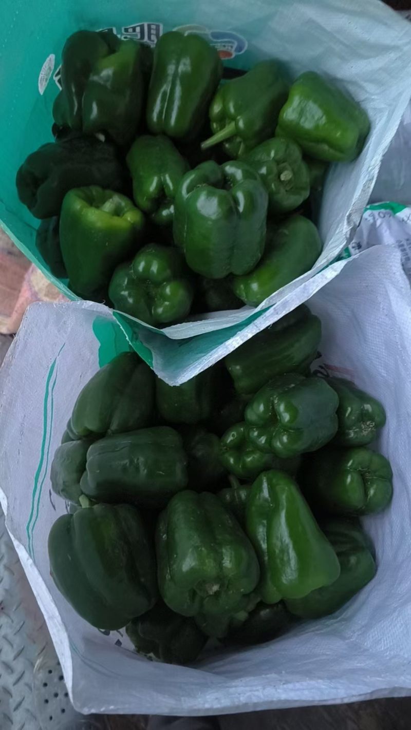 牛角，螺丝椒大量有货有意向的细聊***********微同号