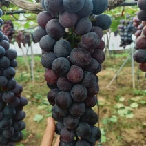 夏黑葡萄