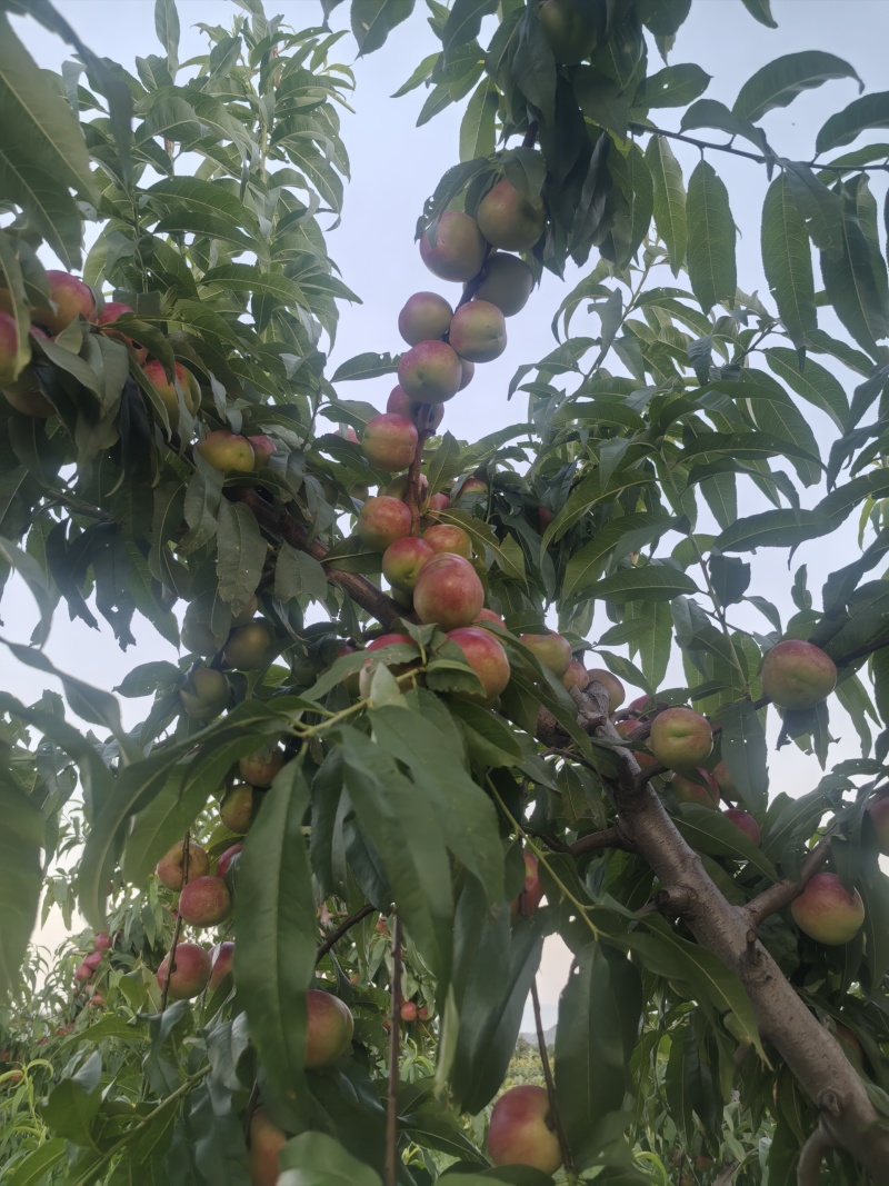 珍珠枣油桃三号
