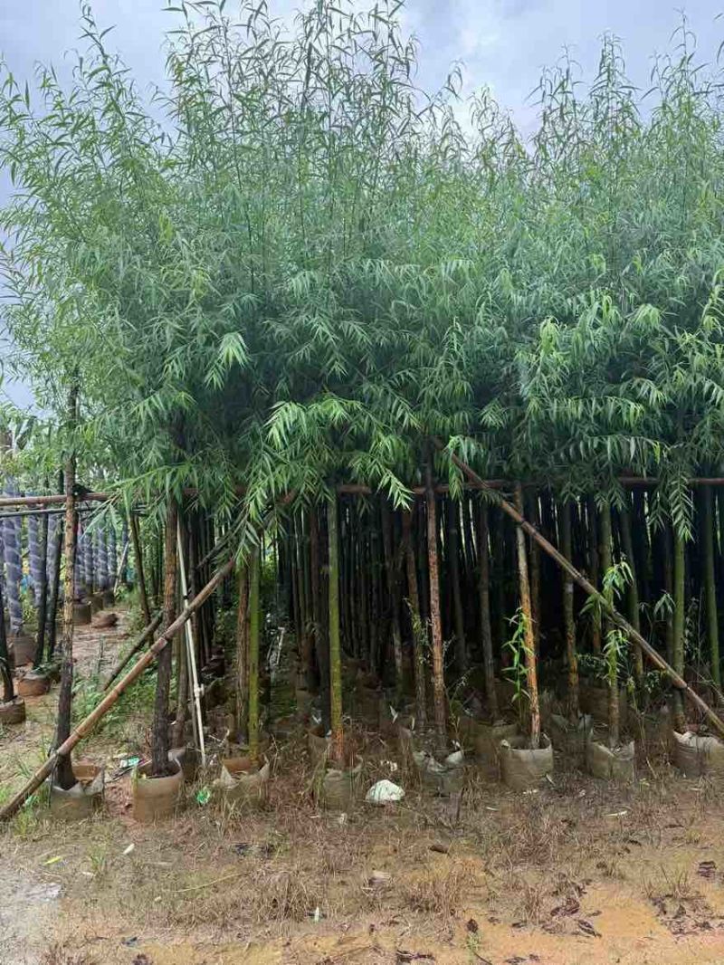柳树3-20分，基地直销，一手货源，无中间商赚差价