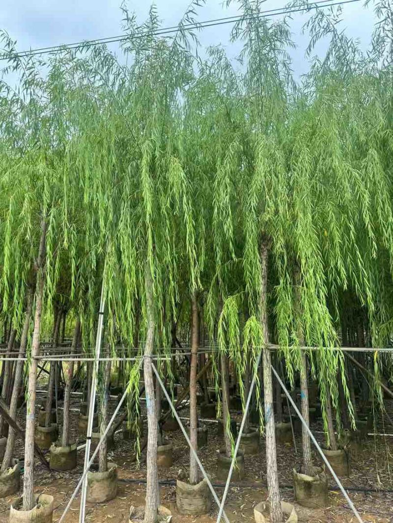 柳树3-20分，基地直销，一手货源，无中间商赚差价