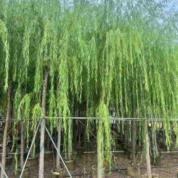 柳树3-20分，基地直销，一手货源，无中间商赚差价