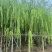 柳树3-20分，基地直销，一手货源，无中间商赚差价