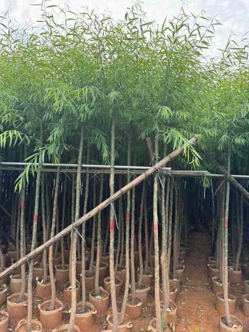 柳树3-20分，基地直销，一手货源，无中间商赚差价