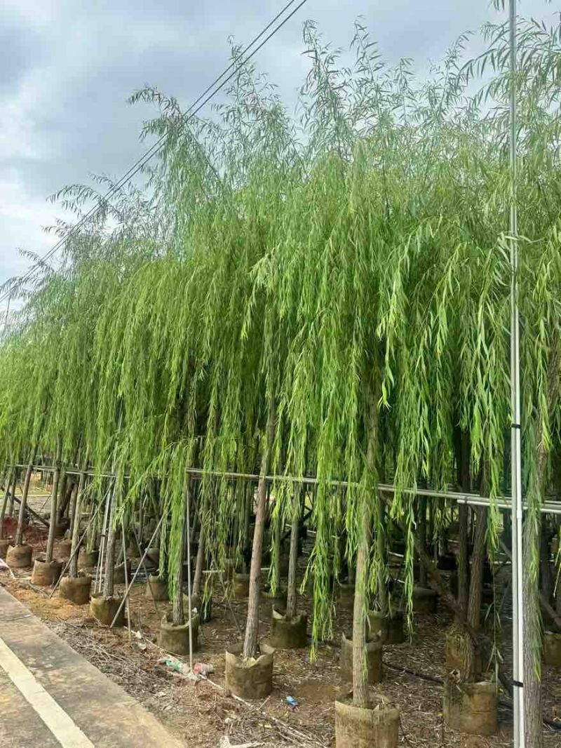 柳树3-20分，基地直销，一手货源，无中间商赚差价