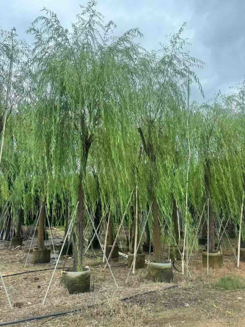 柳树3-20分，基地直销，一手货源，无中间商赚差价