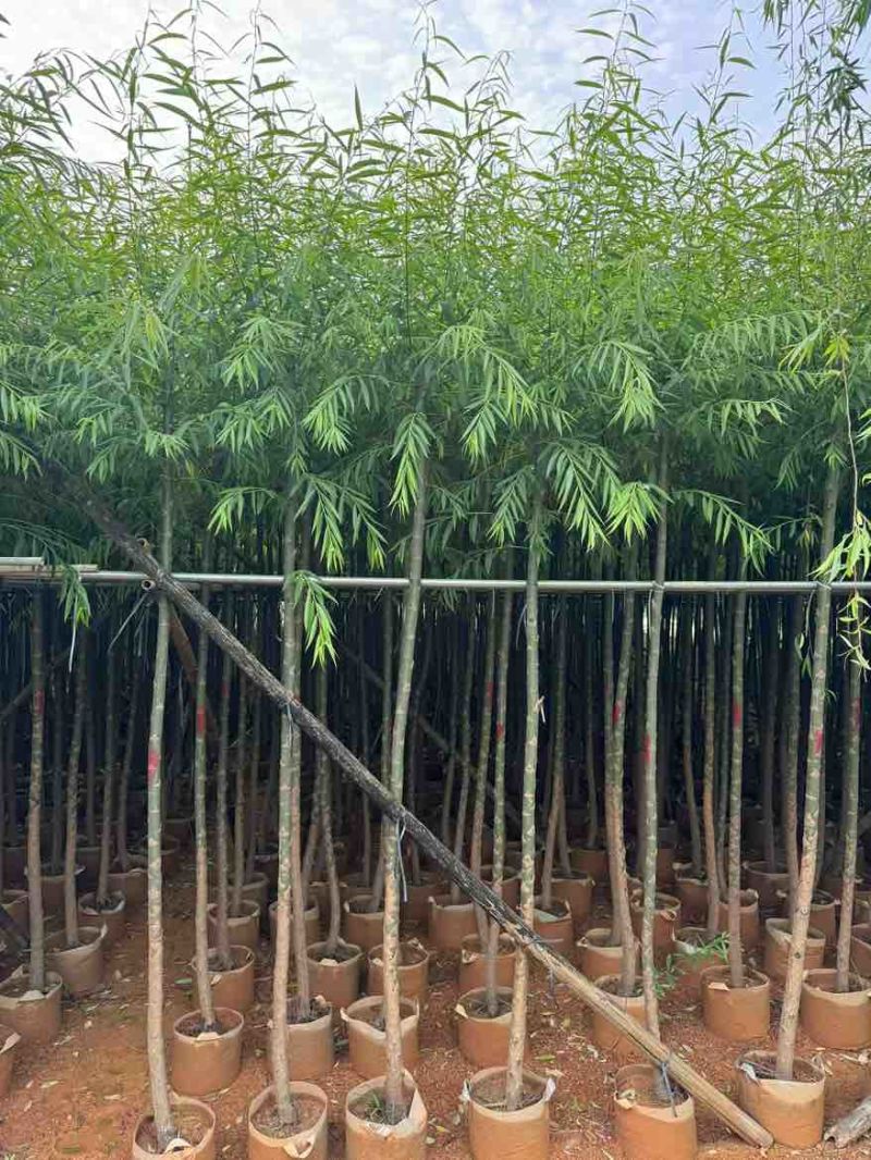 柳树3-20分，基地直销，一手货源，无中间商赚差价