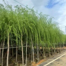柳树3-20分，规格齐全，基地直销，一手货源，欢迎来电咨询