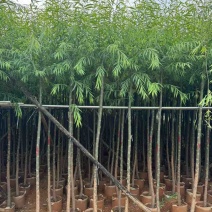 柳树3-20分，基地直销，一手货源，规格齐全，欢迎来电咨询