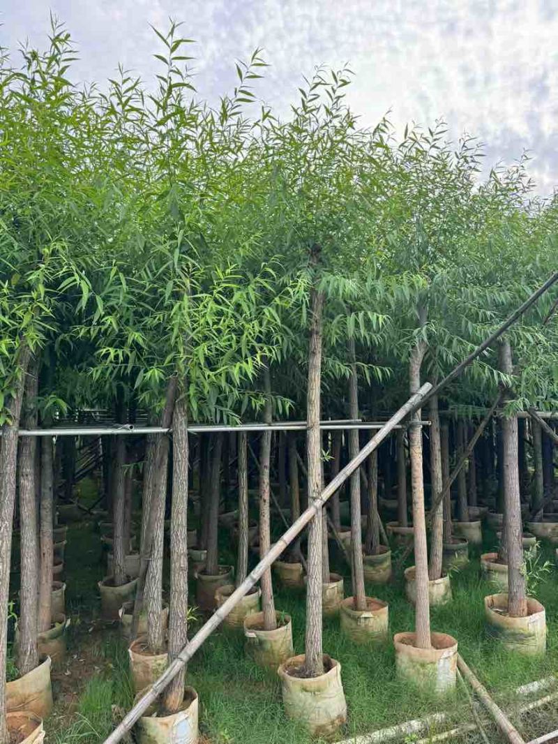 柳树3-20分，基地直销，一手货源，规格齐全，欢迎来电咨询