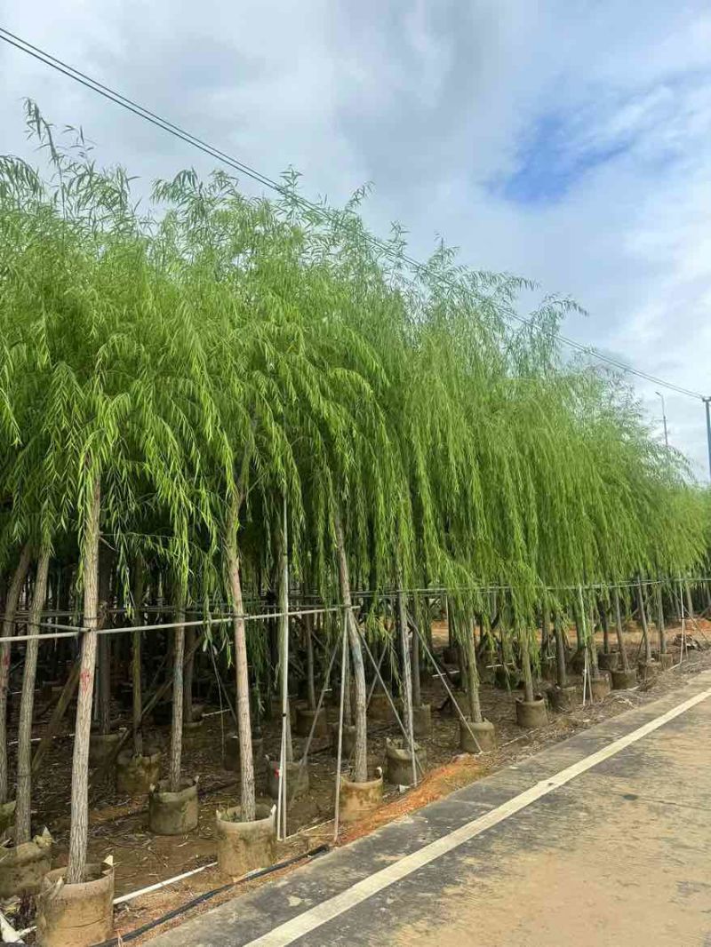 柳树3-20分，基地直销，一手货源，规格齐全，欢迎来电咨询