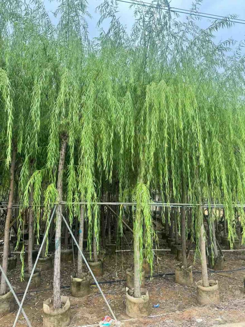 柳树3-20分，基地直销，一手货源，规格齐全，欢迎来电咨询