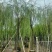 柳树3-20分，基地直销，一手货源，规格齐全，欢迎来电咨询