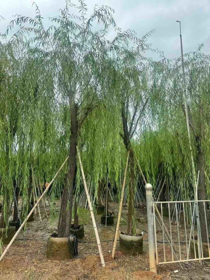 柳树3-20分，基地直销，一手货源，规格齐全，欢迎来电咨询