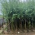 柳树3-20分，基地直销，一手货源，规格齐全，欢迎来电咨询