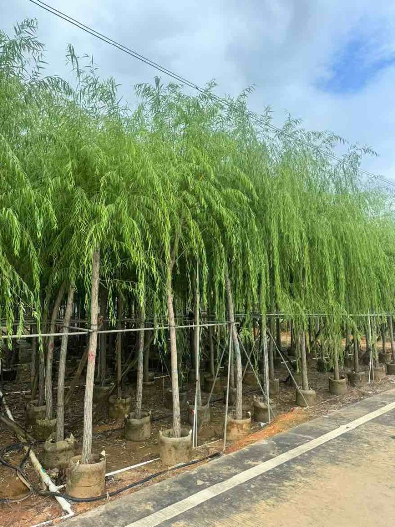 柳树3-20分，基地直销，一手货源，规格齐全，欢迎来电咨询