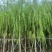 柳树3-20分，基地直销，一手货源，规格齐全，欢迎来电咨询