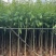 柳树3-20分，基地直销，一手货源，规格齐全，无中间商赚差价