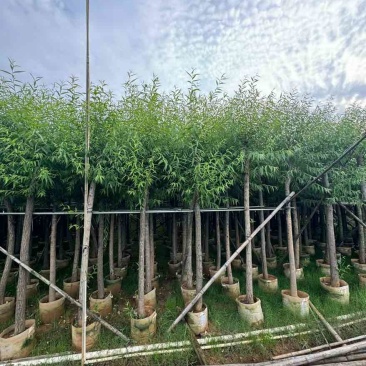 柳树3-20分，基地直销，一手货源，规格齐全，无中间商赚差价