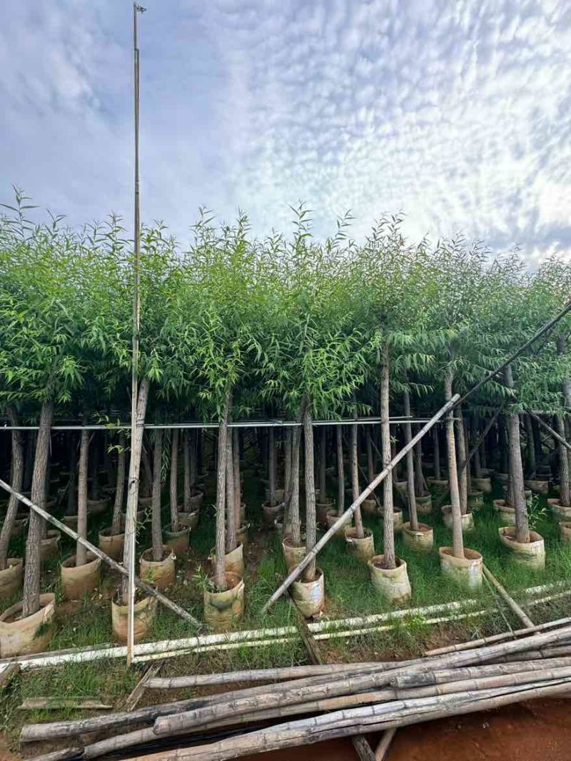 柳树3-20分，基地直销，一手货源，规格齐全，无中间商赚差价