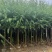 柳树3-20分，基地直销，一手货源，规格齐全，无中间商赚差价