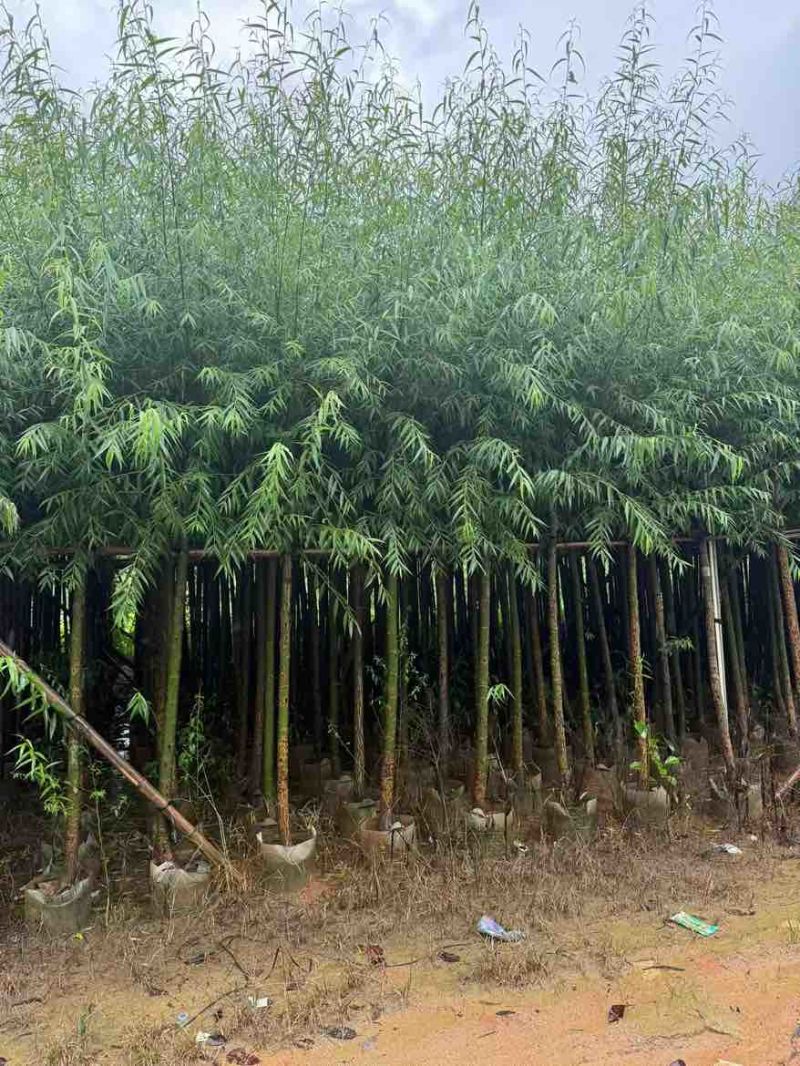 柳树3-20分，基地直销，一手货源，规格齐全，无中间商赚差价