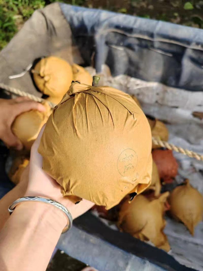圆黄梨🍐大量上市个头大皮薄肉厚汁水饱满