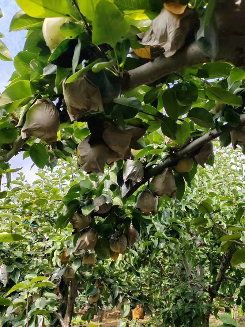 圆黄梨🍐大量上市个头大皮薄肉厚汁水饱满