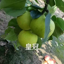 江苏徐州皇冠梨🍐，自家果园大量现货，脆甜多汁全国发货