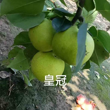 江苏徐州皇冠梨🍐，自家果园大量现货，脆甜多汁全国发货