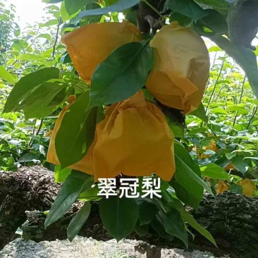 精品翠冠梨，自家梨园品质保障，量大质优和供应电商市场批发