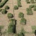 马尼拉草坪，本基地重庆大足500余亩，长寿400余亩