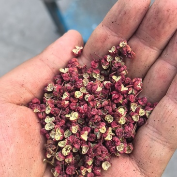 武都花椒