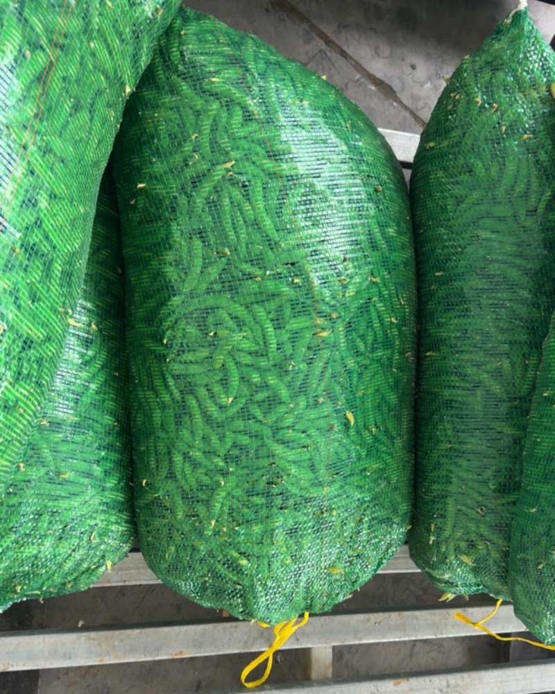 毛豆（网袋包装）