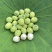 新鲜嫩莲子米，青莲米（5-7）成熟，带衣发货