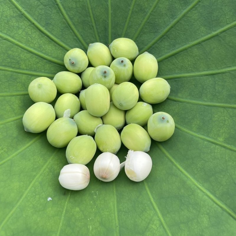 新鲜嫩莲子米，青莲米（5-7）成熟，带衣发货