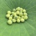 新鲜嫩莲子米，青莲米（5-7）成熟，带衣发货