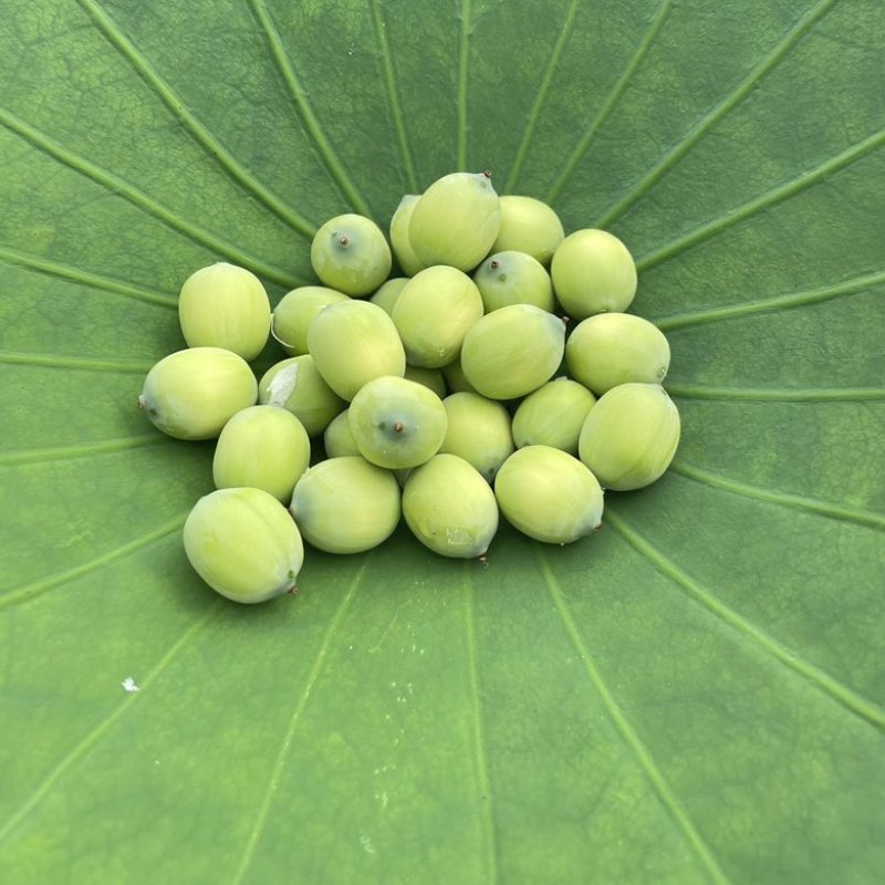 新鲜嫩莲子米，青莲米（5-7）成熟，带衣发货