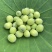 新鲜嫩莲子米，青莲米（5-7）成熟，带衣发货