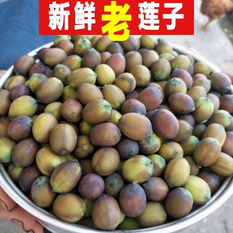 新鲜老莲子米，7到9成熟，粉糯批发零售，长期供货