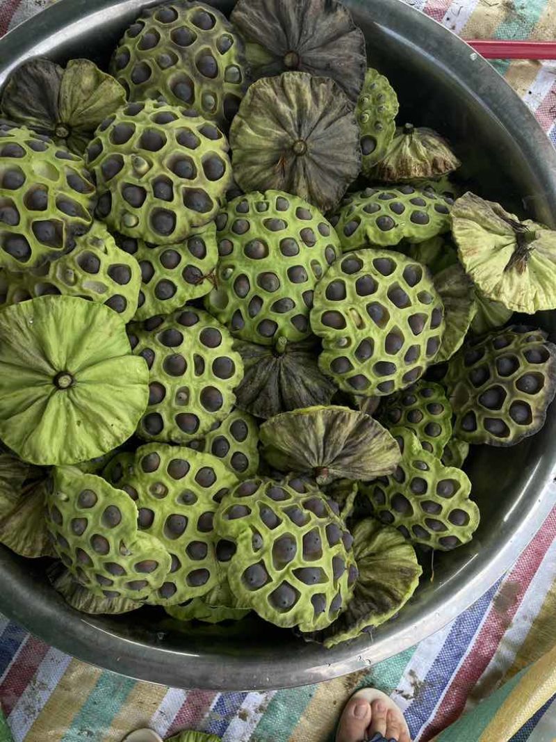 新鲜老莲子米，7到9成熟，粉糯批发零售，长期供货