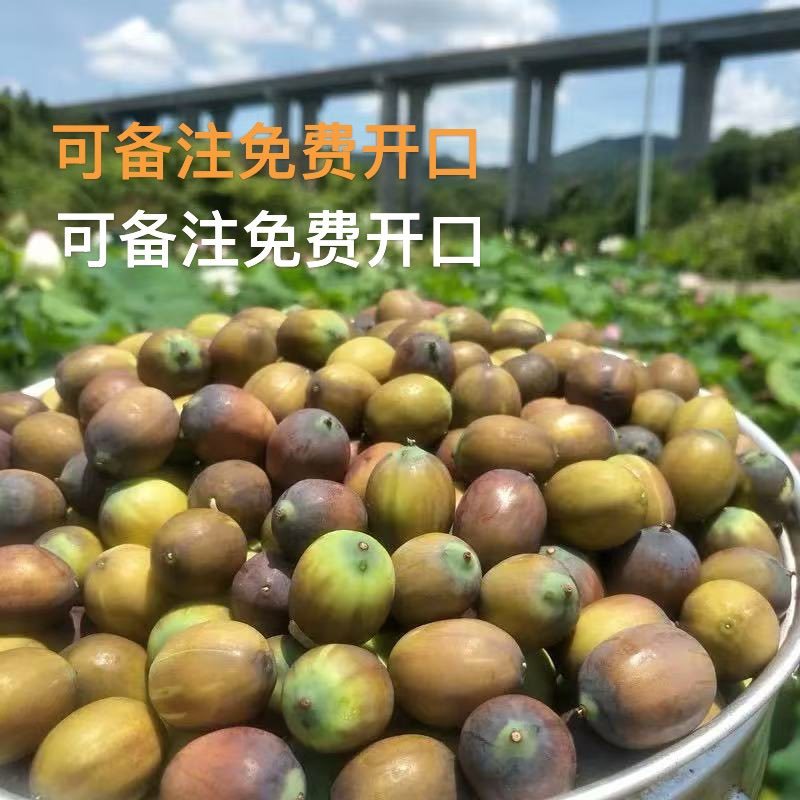 新鲜老莲子米，7到9成熟，粉糯批发零售，长期供货