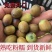 新鲜老莲子米，7到9成熟，粉糯批发零售，长期供货