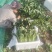 内蒙大叶菠菜现货350箱，东莞附近可自提