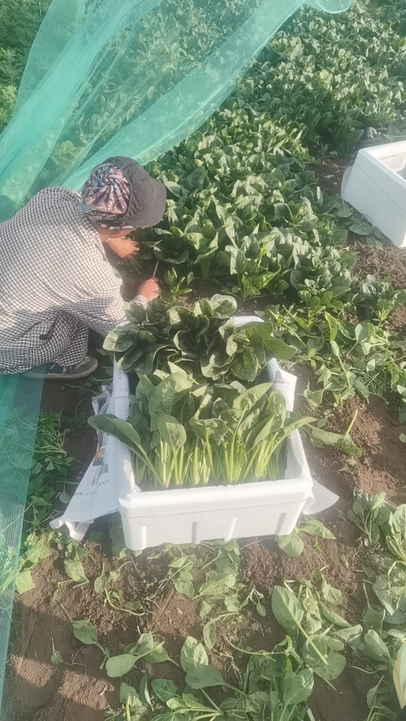 内蒙大叶菠菜现货350箱，东莞附近可自提